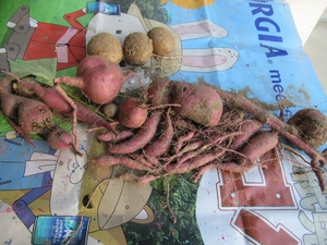 「芋掘り　２０２５」の画像