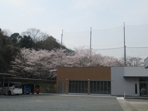 「お花見交流会♪」の画像