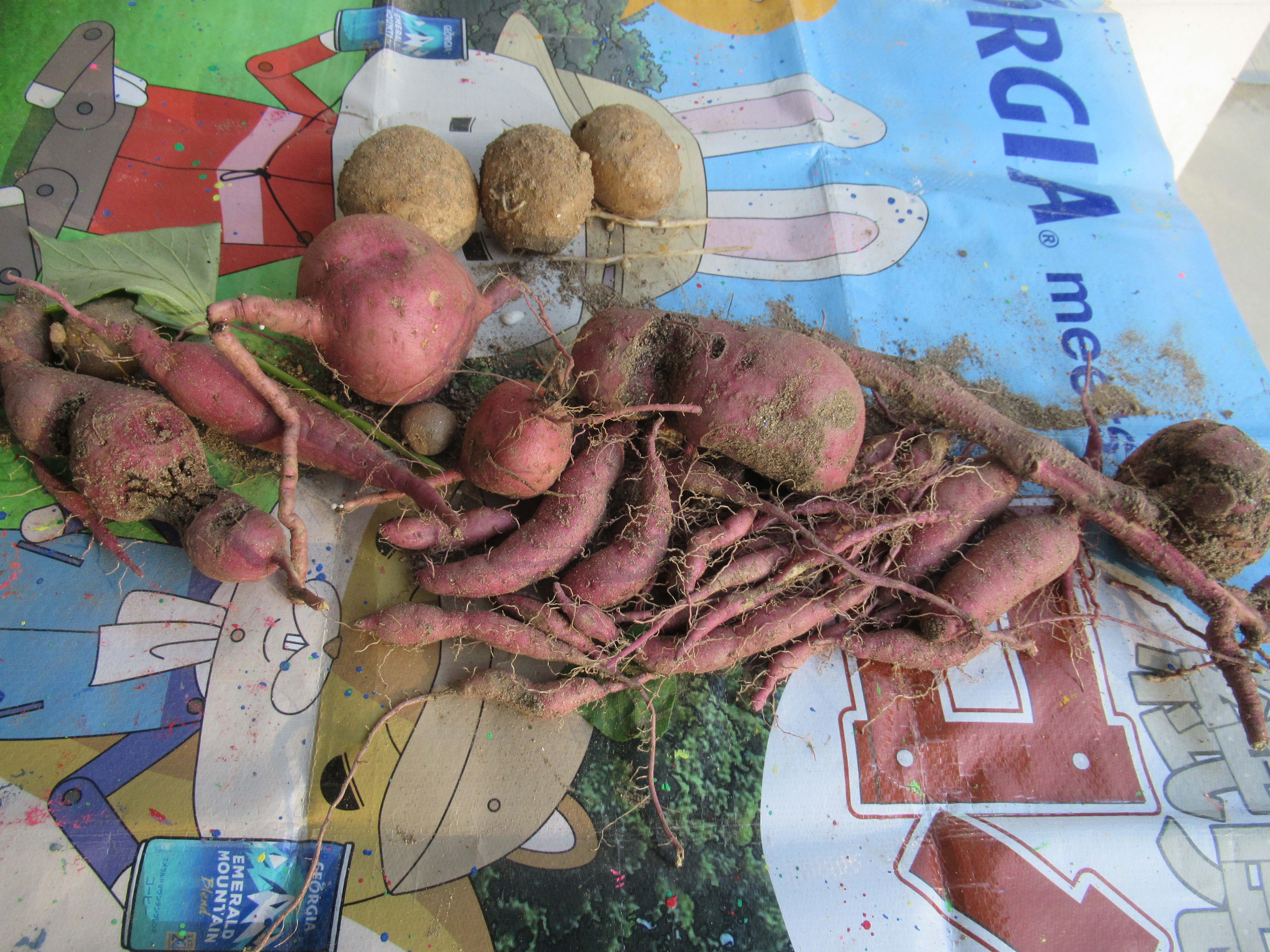 「芋掘り　２０２５」の画像