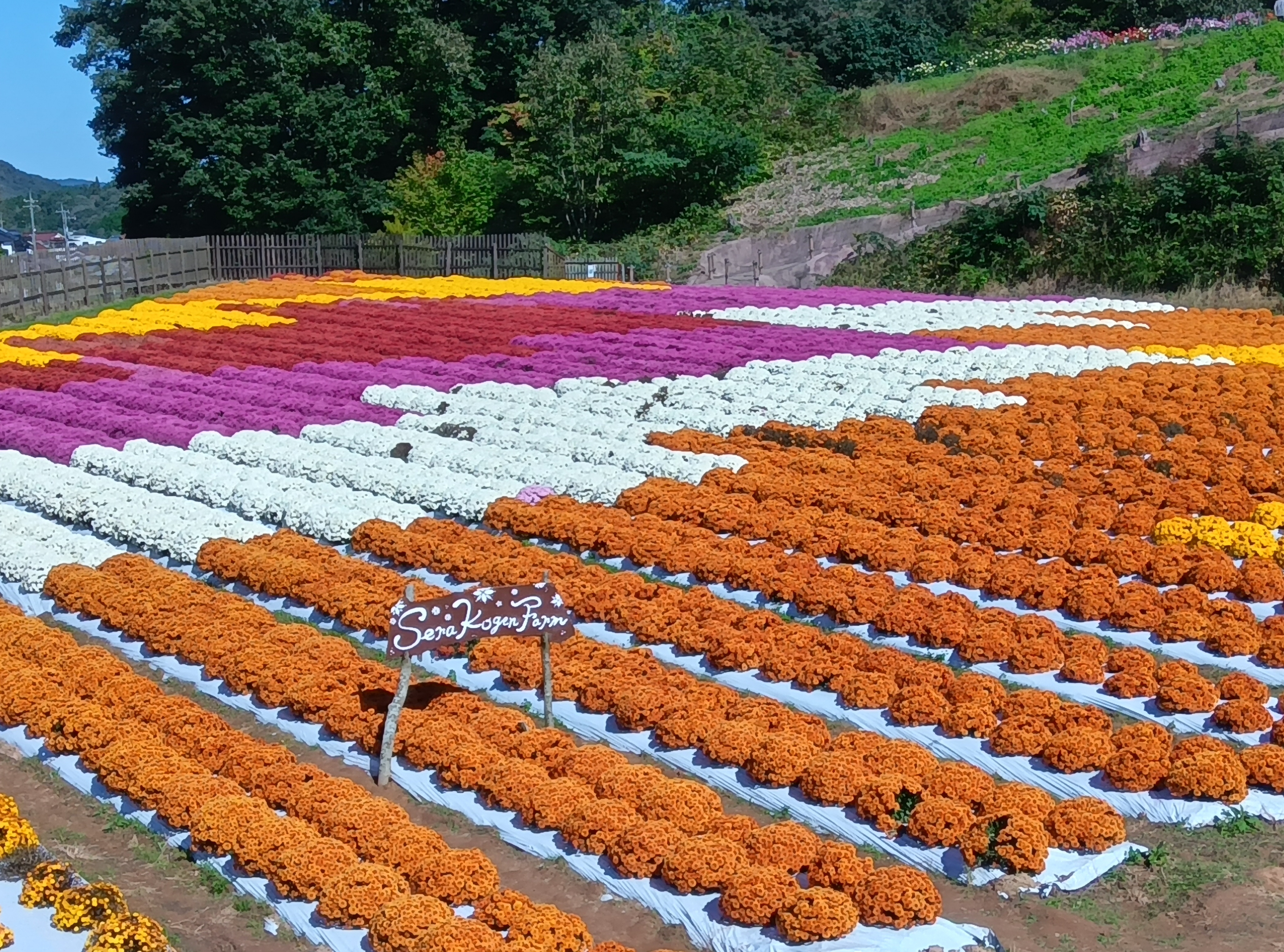 「秋のお出かけ」の画像