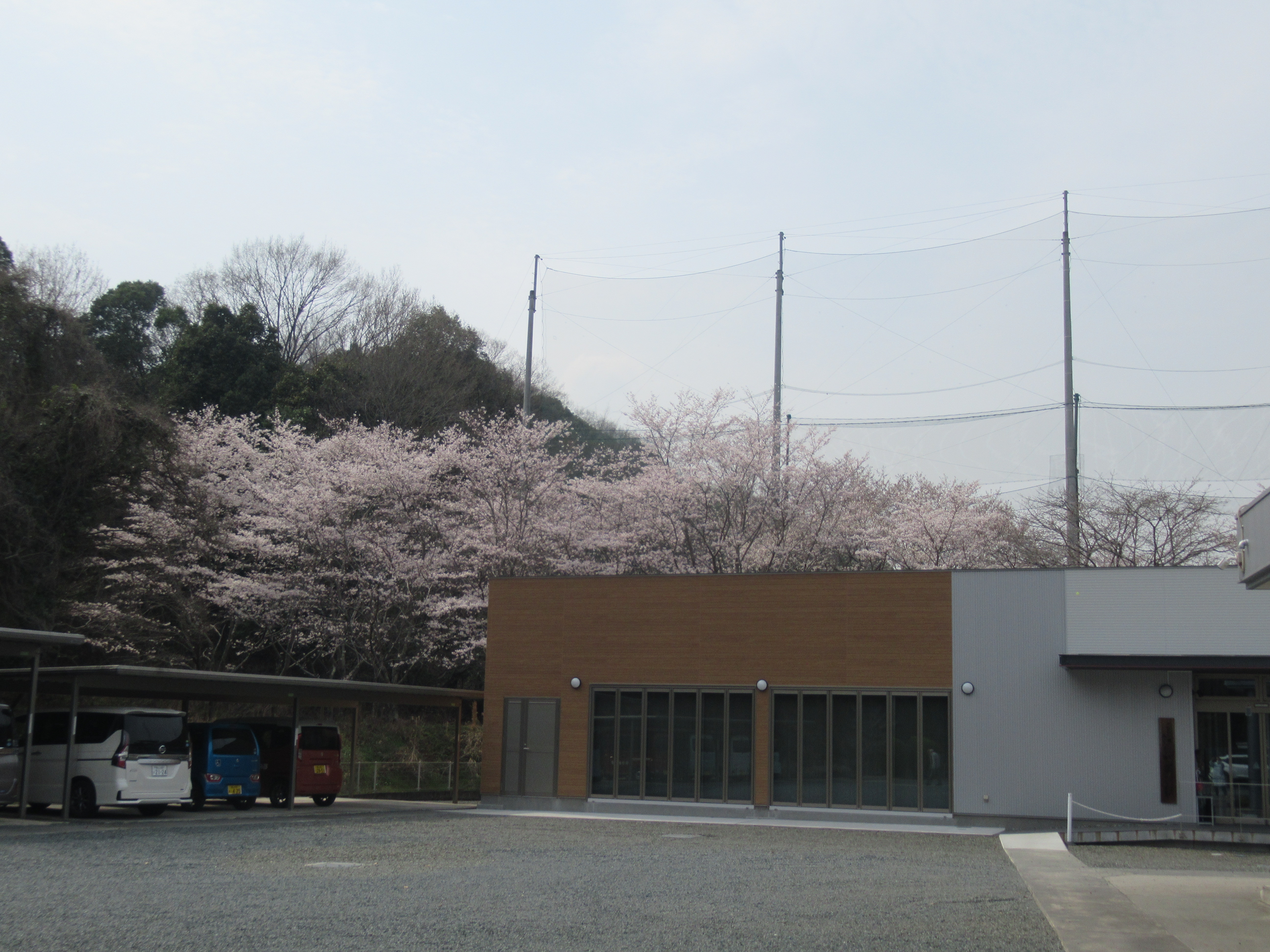 「お花見交流会♪」の画像